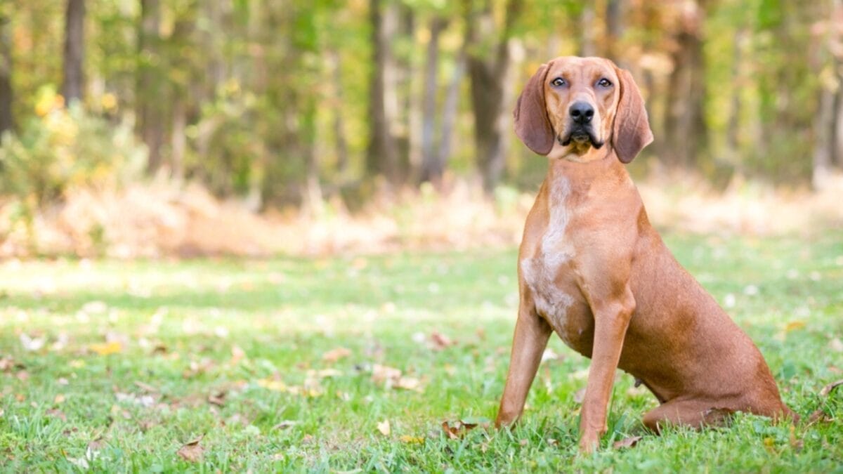 6 Tips for Socializing Your Redbone Coonhound (Great for Any Dog Breed) 8 6 Tips for Socializing Your Redbone Coonhound (Great for Any Dog Breed) - redbone coonhound dog sitting grass ss1189877428