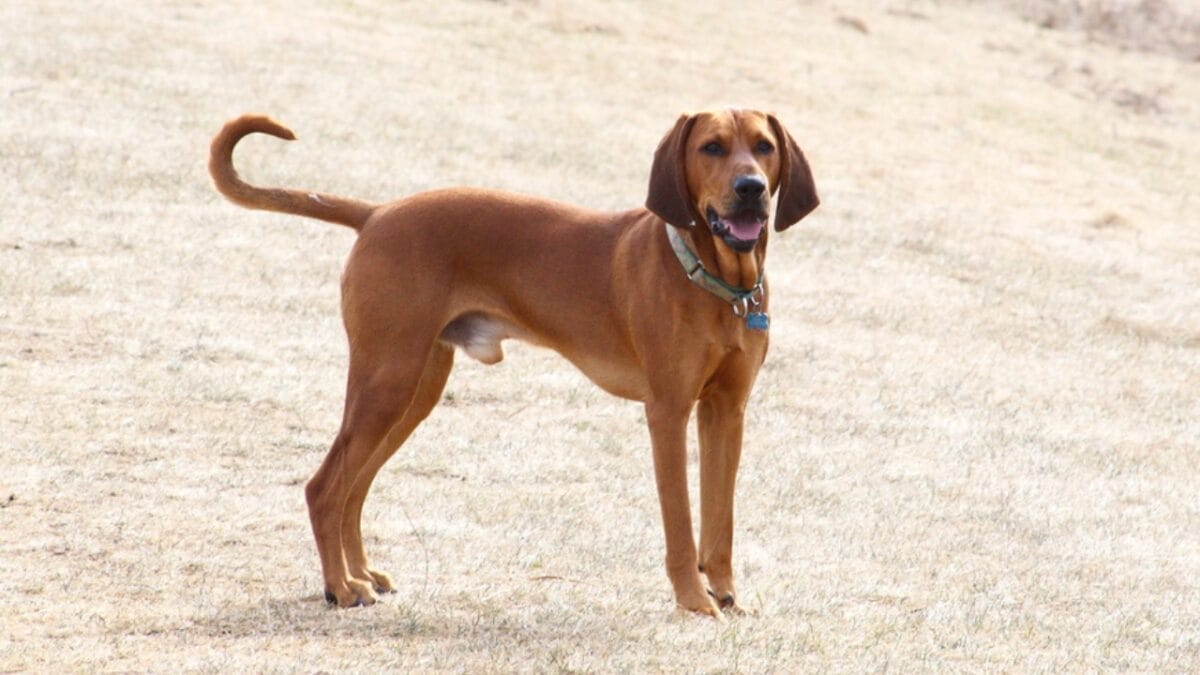 6 Tips for Socializing Your Redbone Coonhound (Great for Any Dog Breed) 7 6 Tips for Socializing Your Redbone Coonhound (Great for Any Dog Breed) - redbone coonhound dog standing sand ss635793857