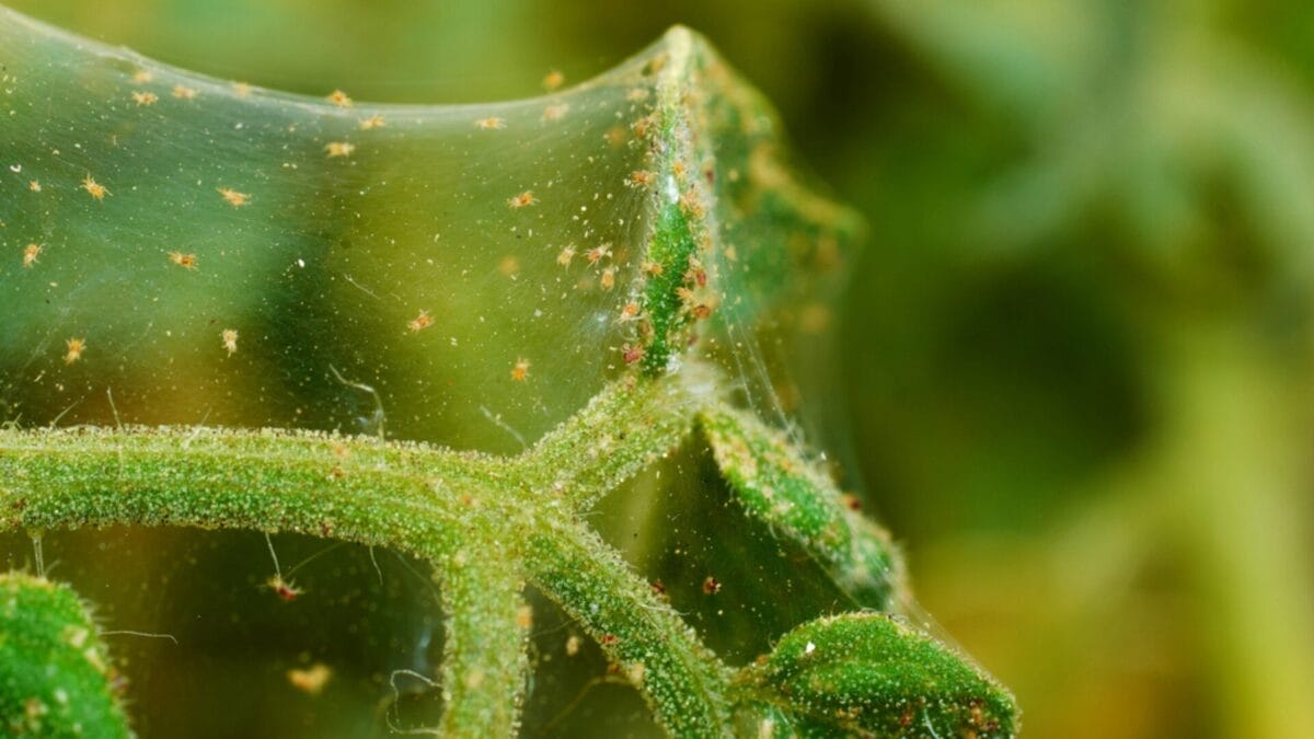 Why Irish Spring Soap? 10 Reasons Gardeners Swear By It 2 Why Irish Spring Soap? 10 Reasons Gardeners Swear By It - repel pests ss302053181