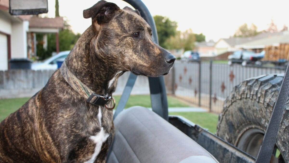 Pit Bull Puppy Prices Across America: A Regional Comparison 5 Pit Bull Puppy Prices Across America: A Regional Comparison - reverse brindle pitbull ss1163062897