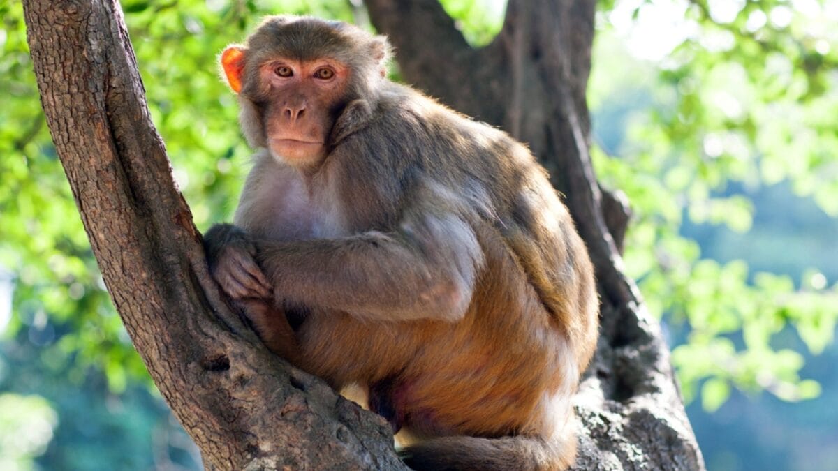 The 10 Largest Monkeys in the World 9 The 10 Largest Monkeys in the World - rhesus macaque monkey ss321057389