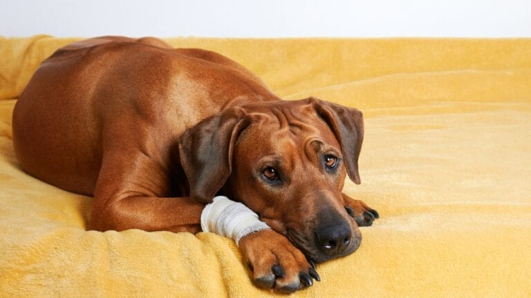 Is Your Rhodesian Ridgeback at Risk? 7 Health Issues to Watch For 3 Is Your Rhodesian Ridgeback at Risk? 7 Health Issues to Watch For - rhodesian ridgeback bloat ss1895440579