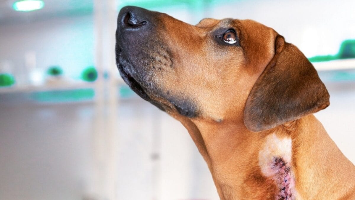 Is Your Rhodesian Ridgeback at Risk? 7 Health Issues to Watch For 7 Is Your Rhodesian Ridgeback at Risk? 7 Health Issues to Watch For - rhodesian ridgeback cancer ss2334495447