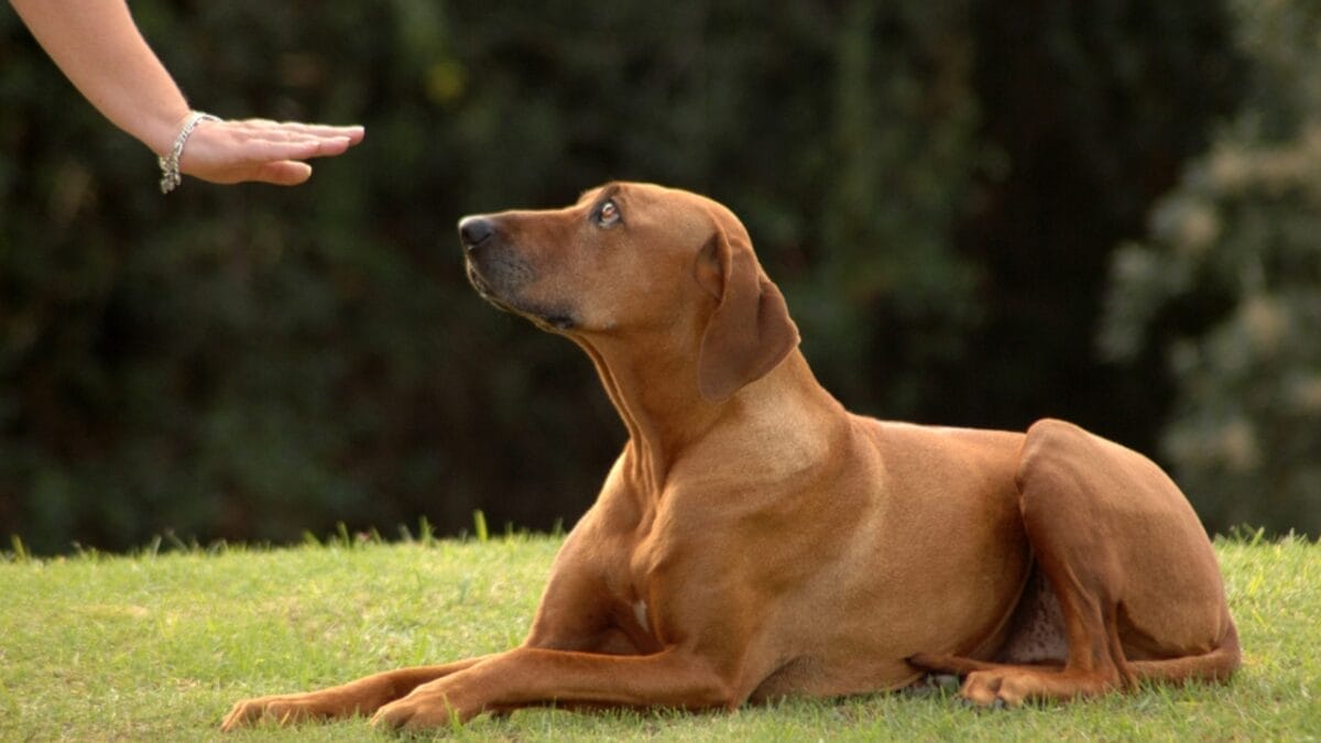 17 Strongest Dog Breeds That Prove Power Comes With Loyalty 14 17 Strongest Dog Breeds That Prove Power Comes With Loyalty - rhodesian ridgeback deaf ss13806064