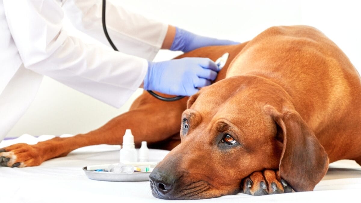 Is Your Rhodesian Ridgeback at Risk? 7 Health Issues to Watch For 8 Is Your Rhodesian Ridgeback at Risk? 7 Health Issues to Watch For - rhodesian ridgeback disease ss2013897650