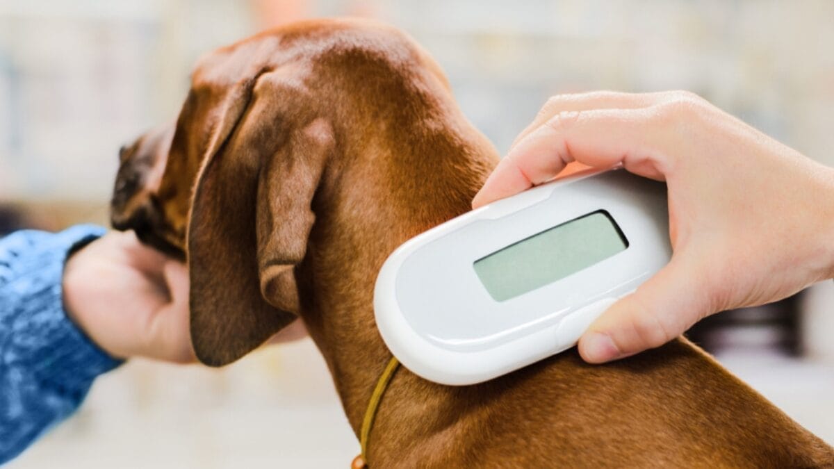 Is Your Rhodesian Ridgeback at Risk? 7 Health Issues to Watch For 4 Is Your Rhodesian Ridgeback at Risk? 7 Health Issues to Watch For - rhodesian ridgeback screening ss1556692991