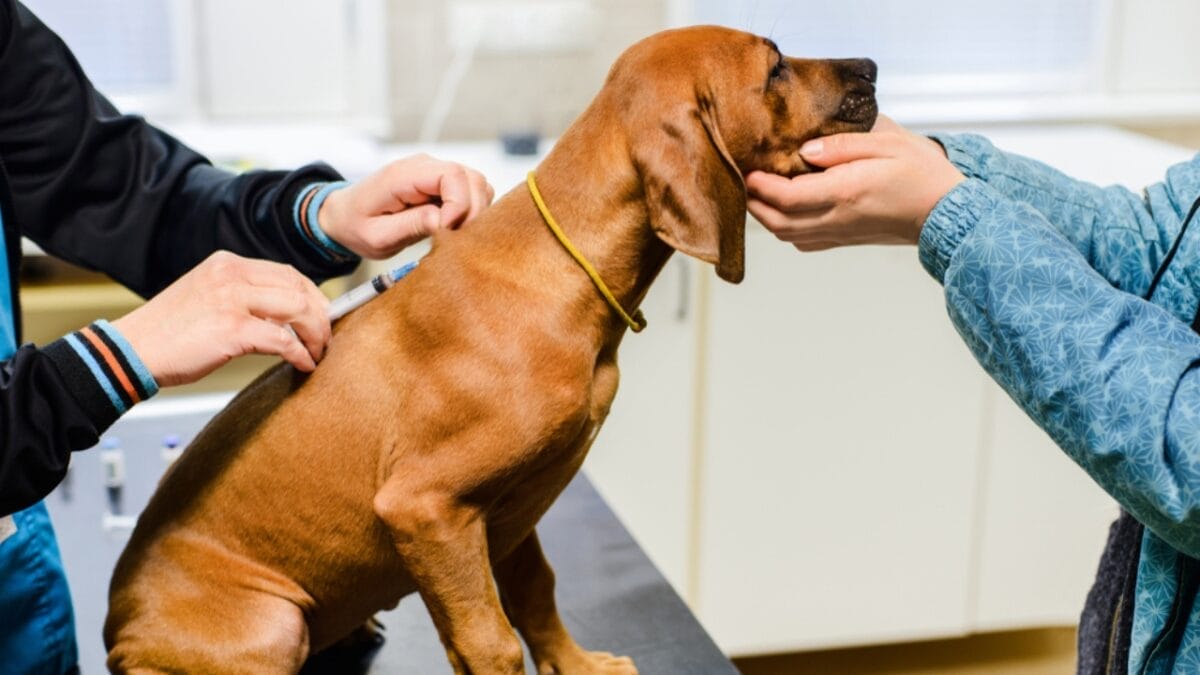 Is Your Rhodesian Ridgeback at Risk? 7 Health Issues to Watch For 3 Is Your Rhodesian Ridgeback at Risk? 7 Health Issues to Watch For - rhodesian ridgeback sinus ss1556692988
