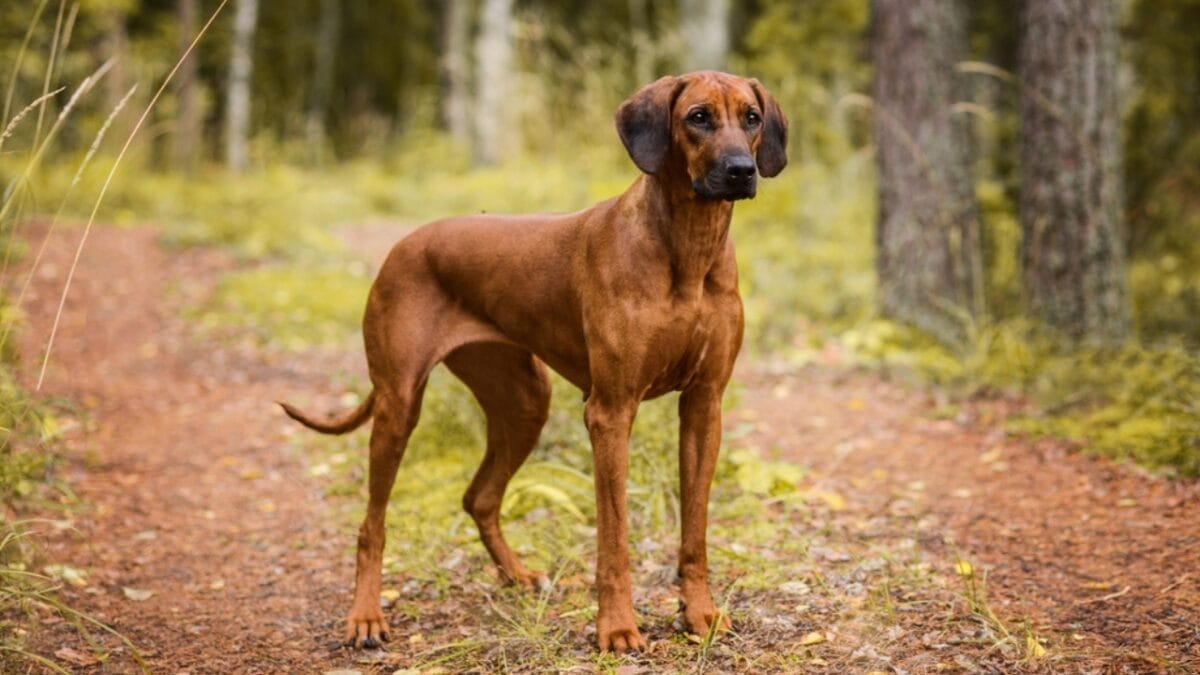 23 Dog Breeds That Could Be Lifesavers in a Zombie Apocalypse - rhodesian ridgeback ss2148510789