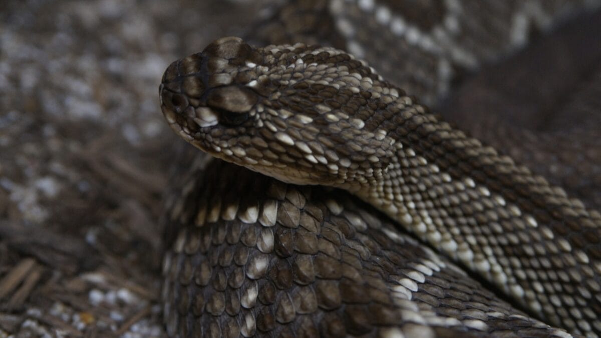 30 Rattlesnake Species from Around the Globe: Majority in U.S. 22 30 Rattlesnake Species from Around the Globe: Majority in U.S. - ridge nose rattlesnake dp403679438