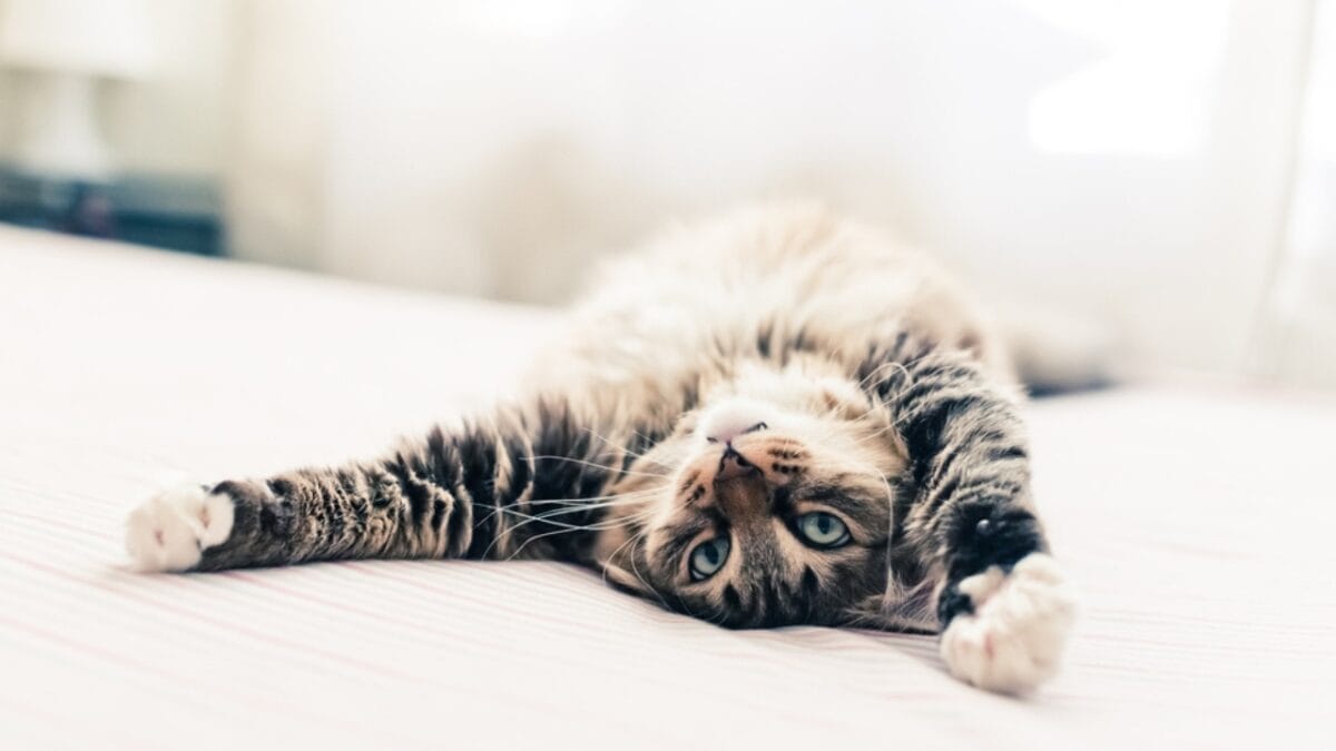 The Cat's Out of the Bag: 12 Little-Known Feline Facts 6 The Cat's Out of the Bag: 12 Little-Known Feline Facts - right or left paw cat ss248999059