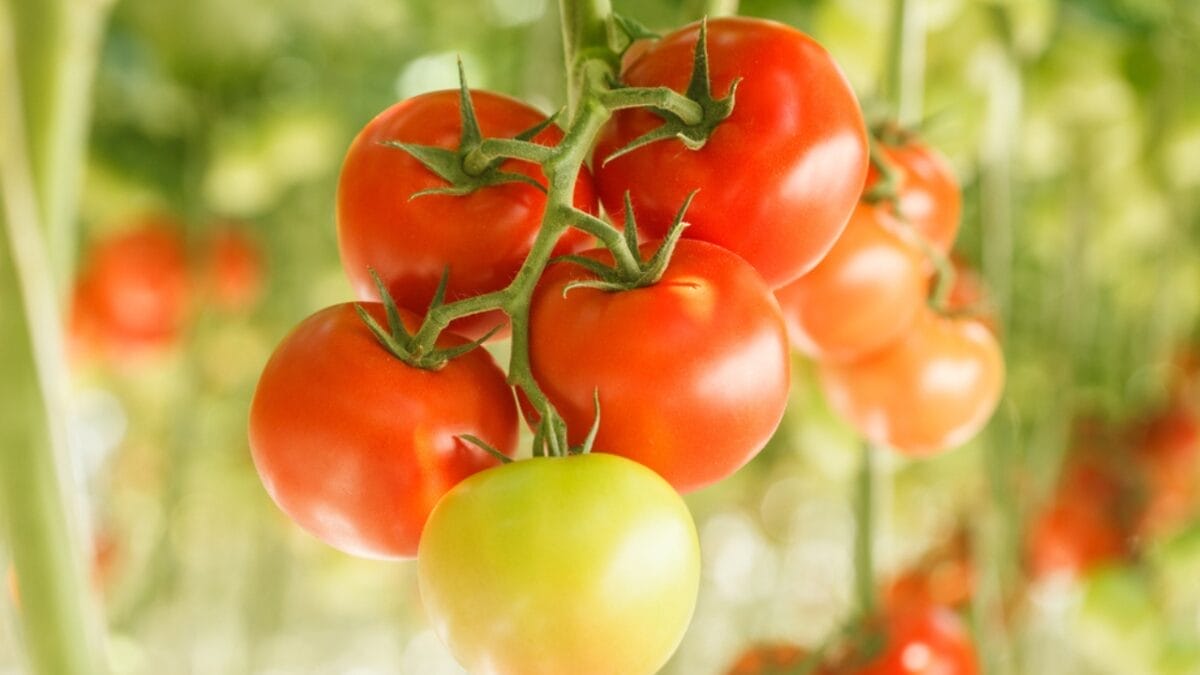 Super-Simple Tomato Pruning Tips to Skyrocket Your Harvest - ripe tomatoes ss255431035