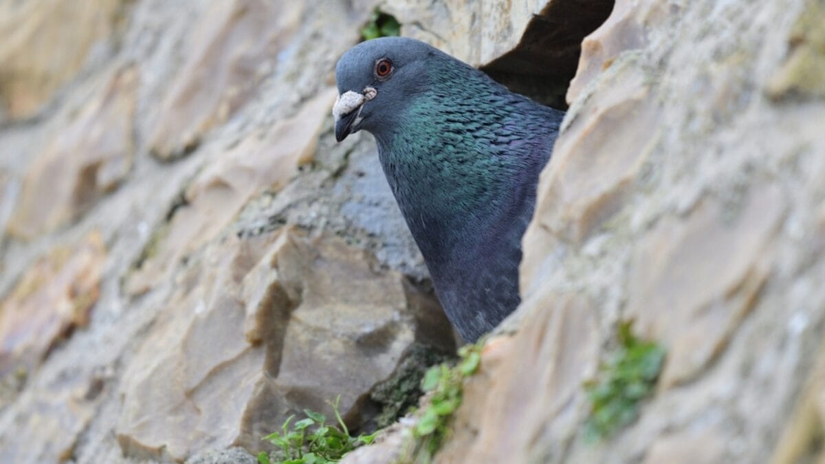 14 Birds Known for Causing Chaos in Your Yard 4 14 Birds Known for Causing Chaos in Your Yard - rock pigeon dp319999634