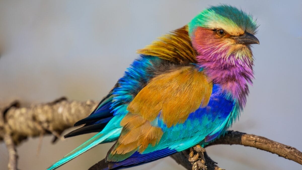 12 Creatures So Colorful They Look Like Living Rainbows 11 12 Creatures So Colorful They Look Like Living Rainbows - roller perched ss1275496909