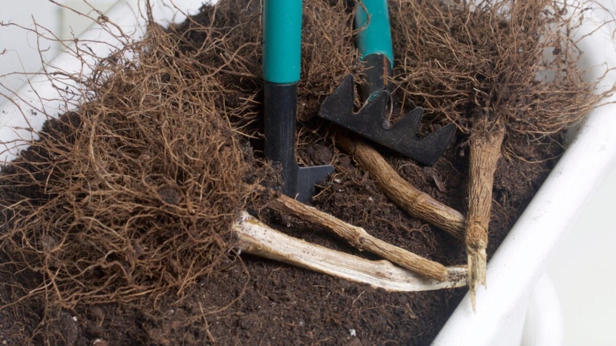 7 Gardening Hacks with Hydrogen Peroxide Every Gardener Should Know 3 7 Gardening Hacks with Hydrogen Peroxide Every Gardener Should Know - root rot dp169269070