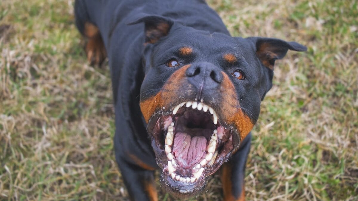 Golden Retriever Charlie's World Record-Breaking Bark & 15 Loudest Barking Breeds - rottweiler dog ss598929575
