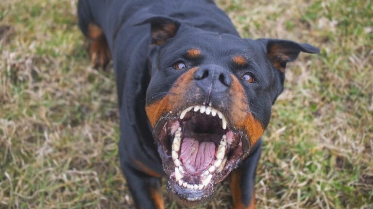 10 Breeds That Make the Best Guard Dogs - rottweiler dog ss598929575
