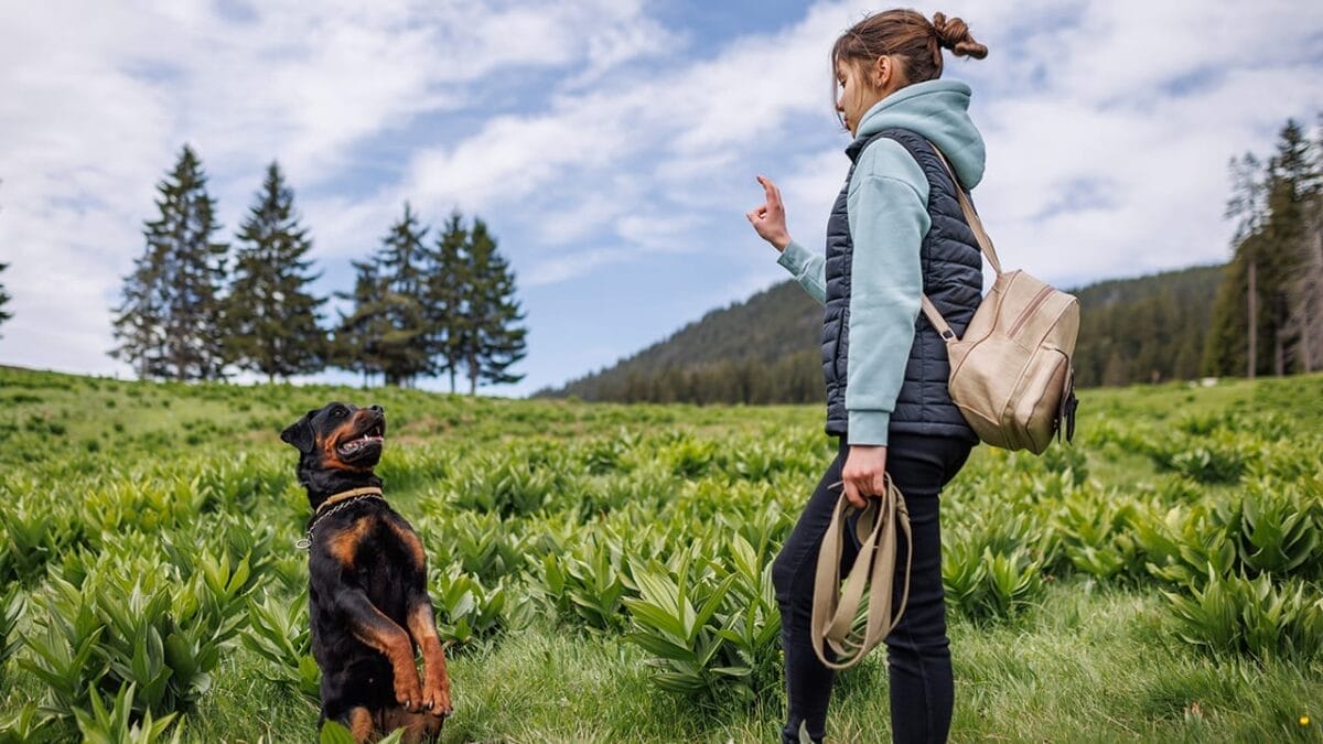 New Study: 10 Dog Breeds Best & Worst at Fighting Ticks - rottweiler dog training ss2174758739