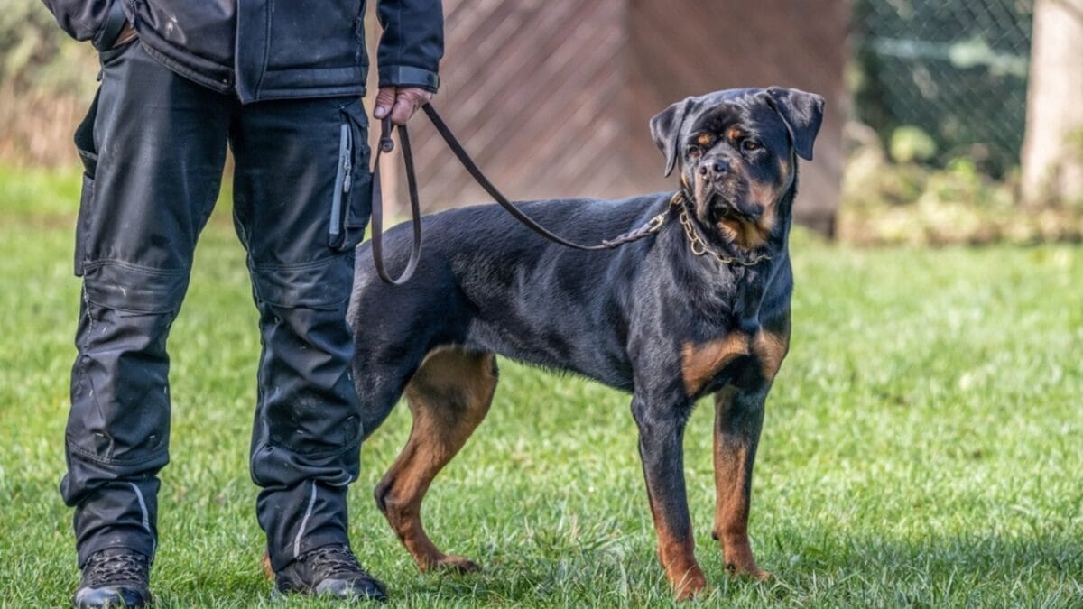 16 Sensitive Dog Breeds Perfect for Families & Companionship 10 16 Sensitive Dog Breeds Perfect for Families & Companionship - rottweiler dog leash ss2342144217