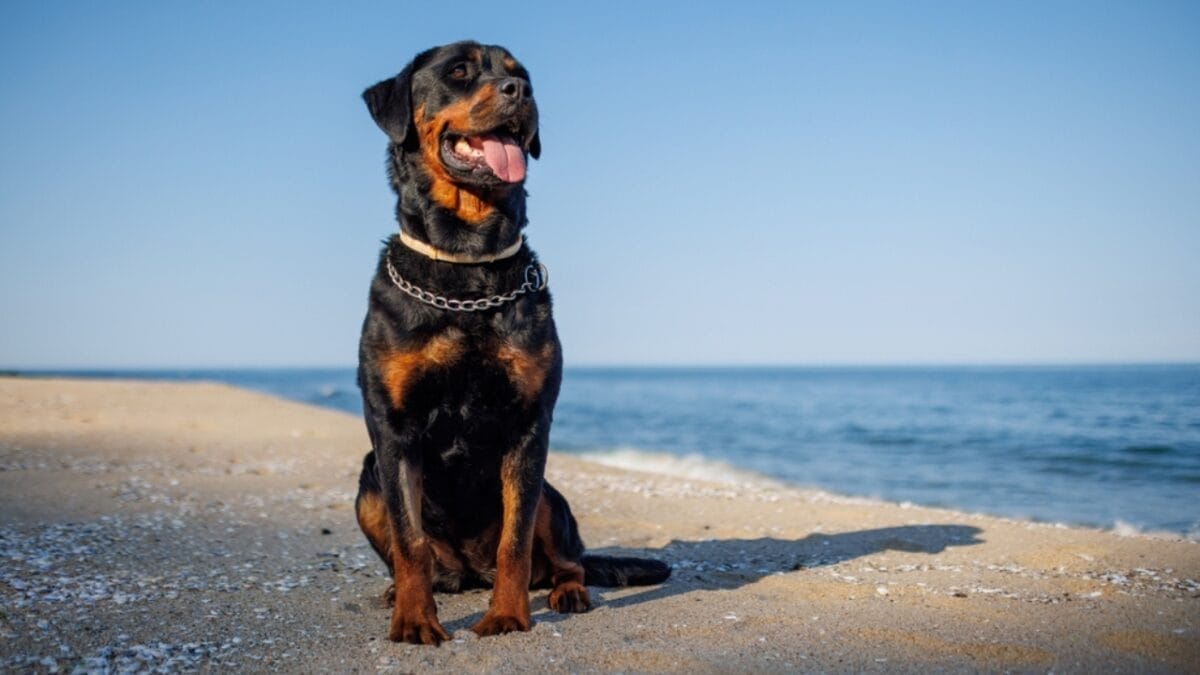 15 Dog Breeds Famous for Being Disobedient 16 15 Dog Breeds Famous for Being Disobedient - rottweiler dog sitting beach ss2167102161