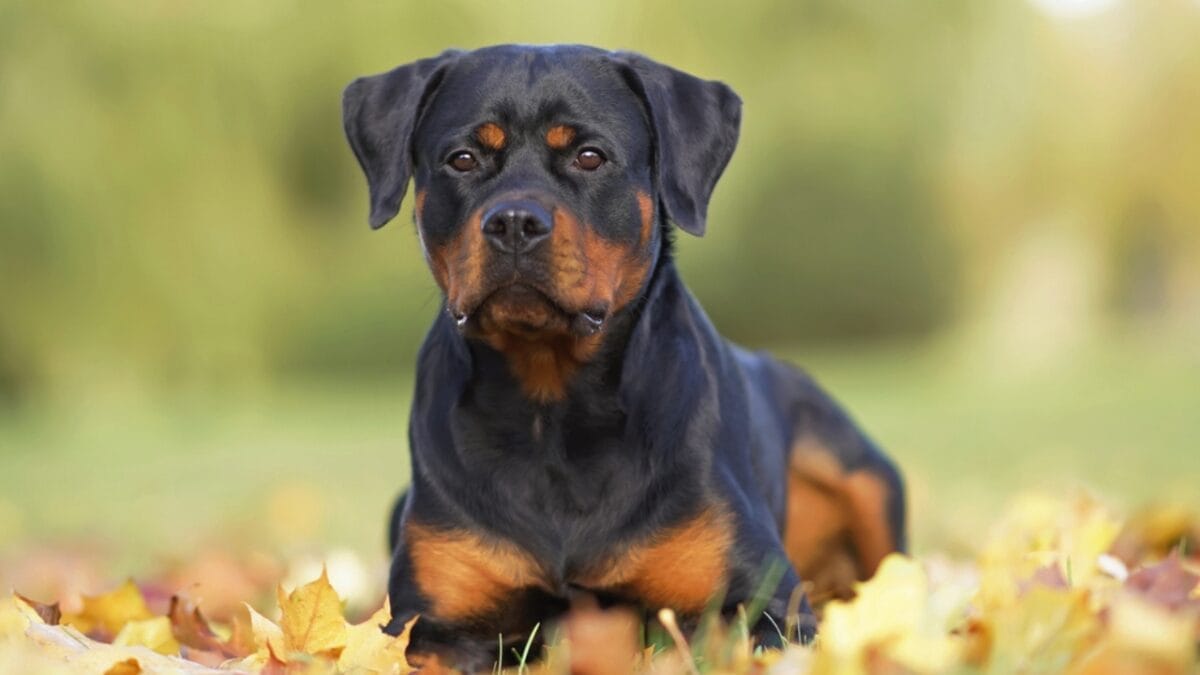 23 Dog Breeds That Could Be Lifesavers in a Zombie Apocalypse - rottweiler dog sitting leaves ss1930423829