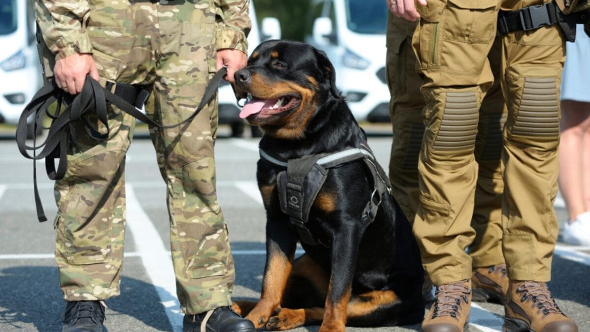18 Fiercely Loyal Dog Breeds That are Natural Protectors - rottweiler dog sitting with police ss1190904124