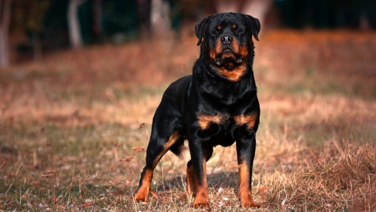 These Dog Breeds Have the Shortest Lifespans—One Breed Lives Just 5 Years - rottweiler dog standing grass front ss1846480495