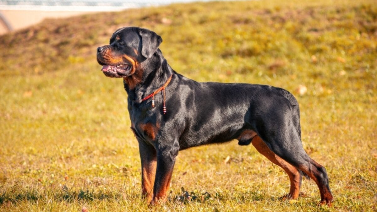 15 Genius Dog Breeds You’ll Want in Your Family 10 15 Genius Dog Breeds You’ll Want in Your Family - rottweiler dog standing grass side ss2316362573