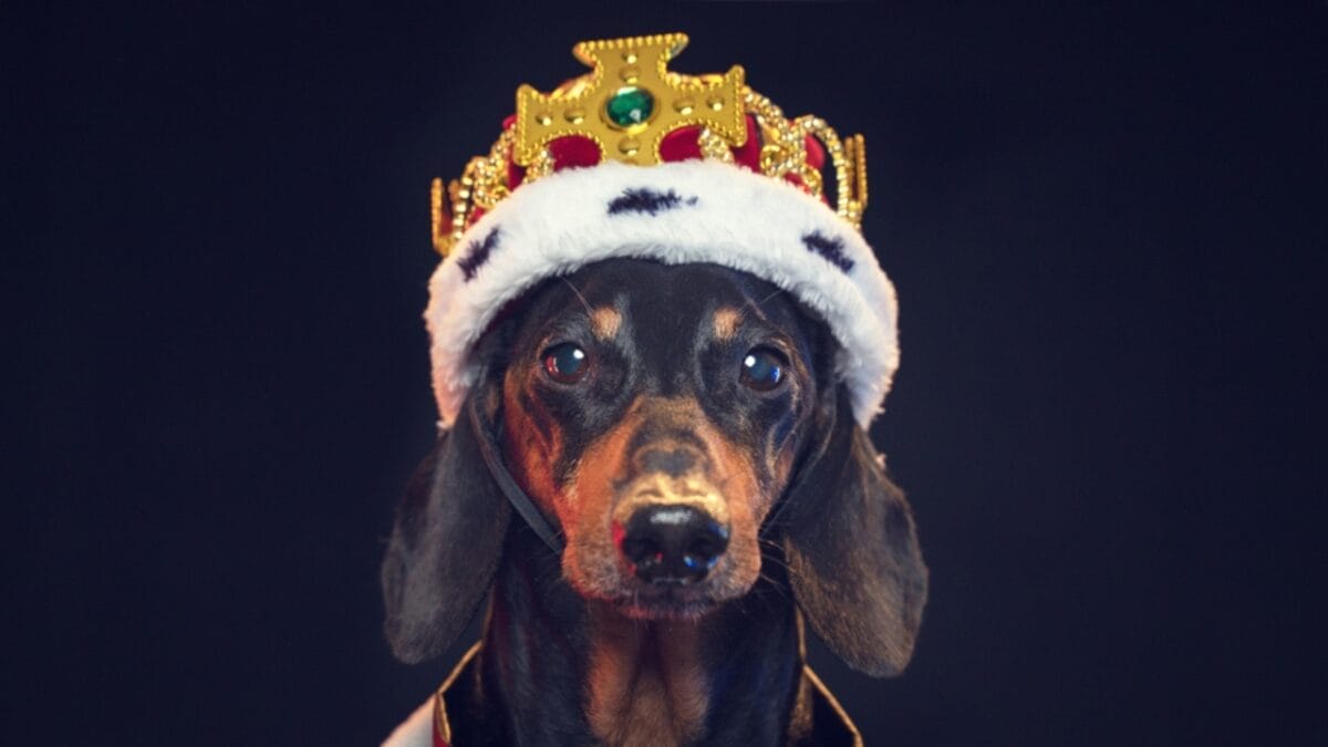 11 Facts About Dachshunds That Will Surprise You 7 11 Facts About Dachshunds That Will Surprise You - royalty daschund crown ss1518955460