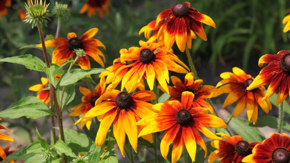 15 Perennial Plants to Make Your Garden Shine Year After Year 11 15 Perennial Plants to Make Your Garden Shine Year After Year - rudbeckia ss2030848793