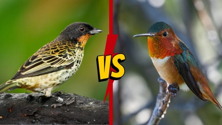 Rufous vs. Allen Hummingbird: 7 Key Differences to Help You Tell Them Apart 1 Rufous vs. Allen Hummingbird: 7 Key Differences to Help You Tell Them Apart - rufous and allen hummingbird ss2178395489 1929538439 1