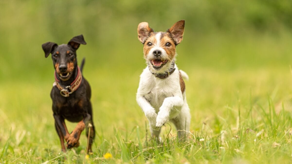 10 Expert-Guided Tips for Raising Well-Mannered Manchester Terriers 2 10 Expert-Guided Tips for Raising Well-Mannered Manchester Terriers - russel terrier manchester terrier dog running ss1653520237