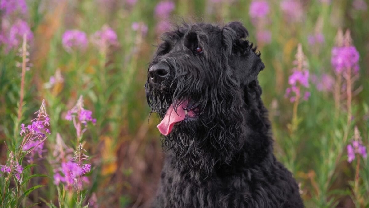 From Soviet Guards to Family Protectors: Black Russian Terriers 4 From Soviet Guards to Family Protectors: Black Russian Terriers - russian dog flowers tongue ss2287359333