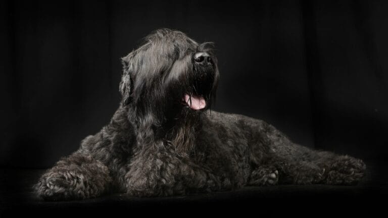 From Soviet Guards to Family Protectors: Black Russian Terriers - russian dog in black ss532834582