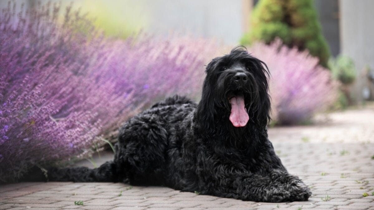 From Soviet Guards to Family Protectors: Black Russian Terriers - russian dog lavender ss2197958693