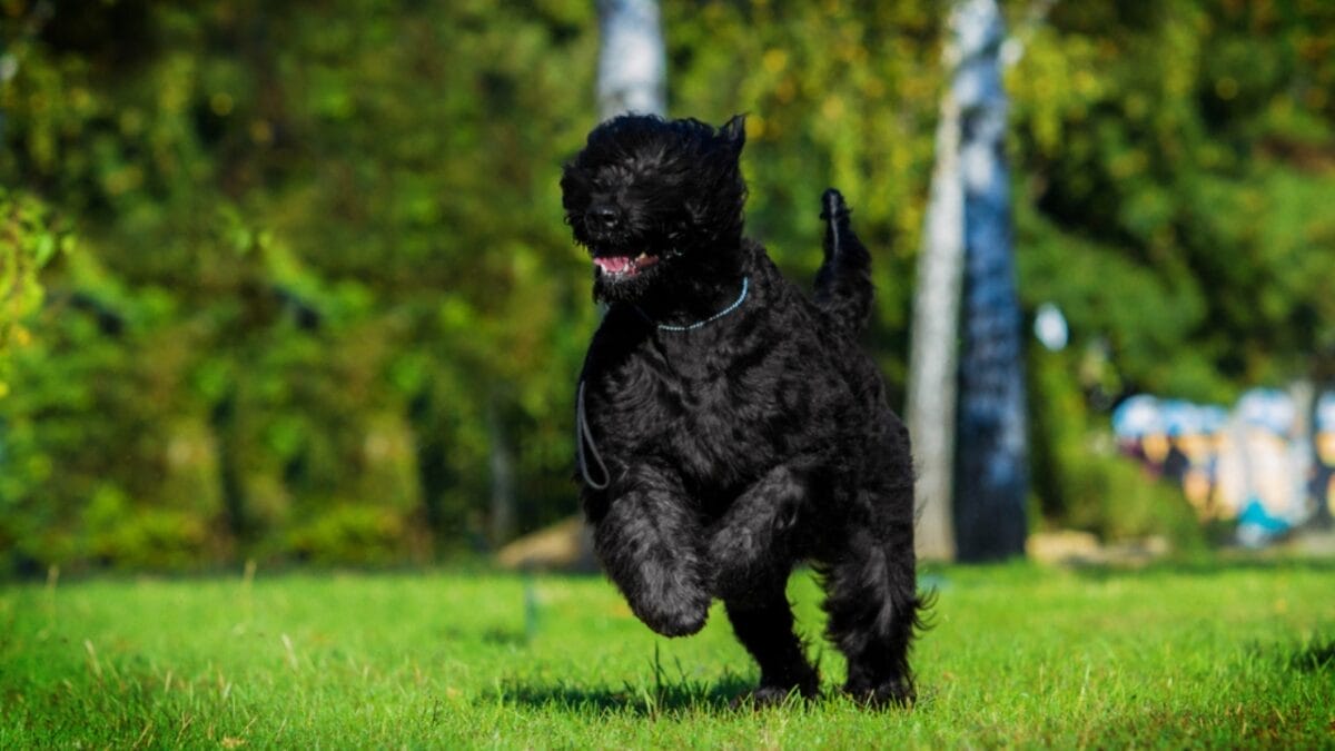 From Soviet Guards to Family Protectors: Black Russian Terriers 7 From Soviet Guards to Family Protectors: Black Russian Terriers - russian dog running grass ss566909140
