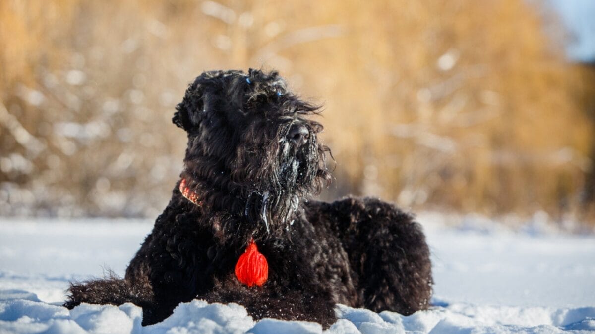 From Soviet Guards to Family Protectors: Black Russian Terriers 9 From Soviet Guards to Family Protectors: Black Russian Terriers - russian dog side snow ss372350314