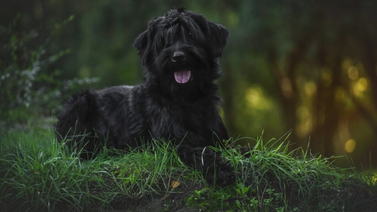 From Soviet Guards to Family Protectors: Black Russian Terriers 11 From Soviet Guards to Family Protectors: Black Russian Terriers - russian dog sitting forest ss2219373717