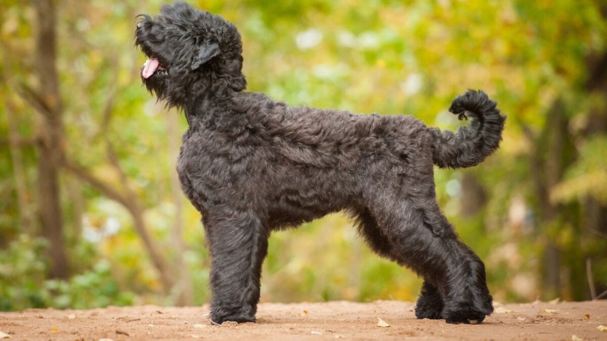 From Soviet Guards to Family Protectors: Black Russian Terriers 3 From Soviet Guards to Family Protectors: Black Russian Terriers - russian dog standing autumn ss267663404