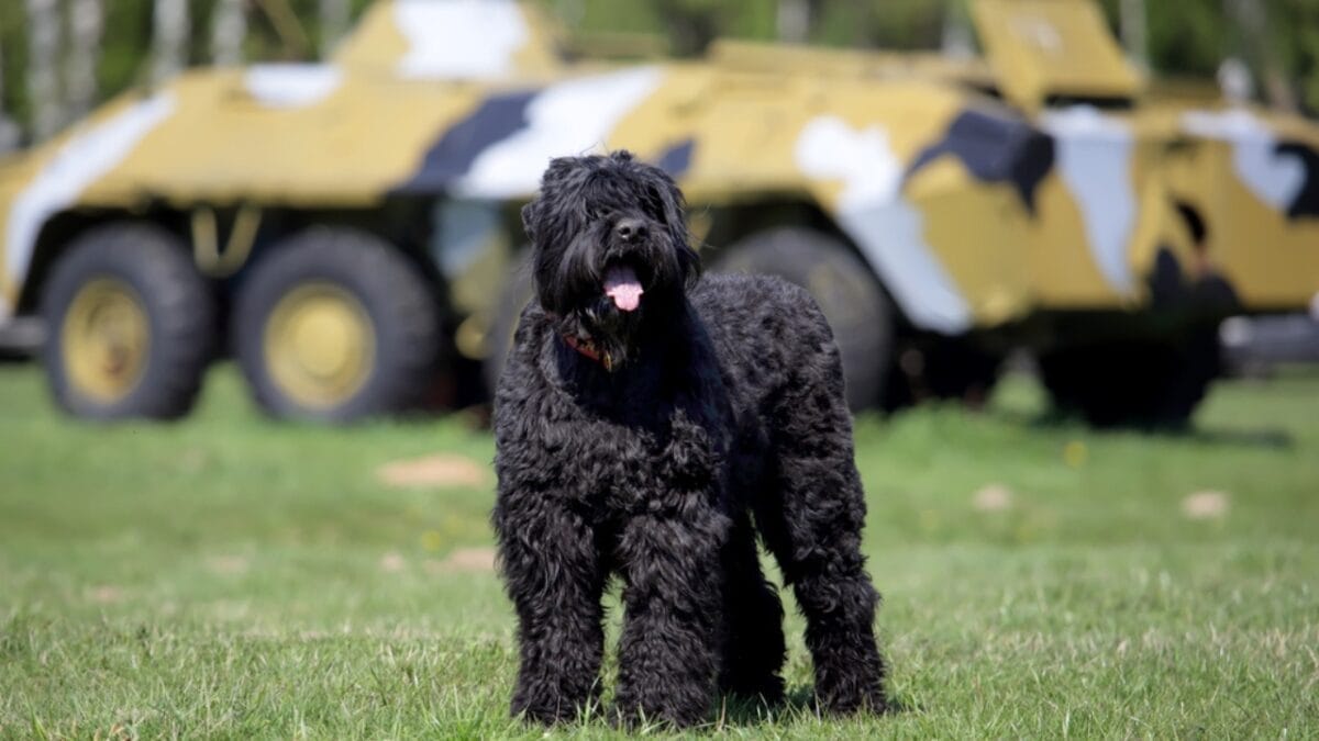 From Soviet Guards to Family Protectors: Black Russian Terriers - russian dog tank background ss192546515