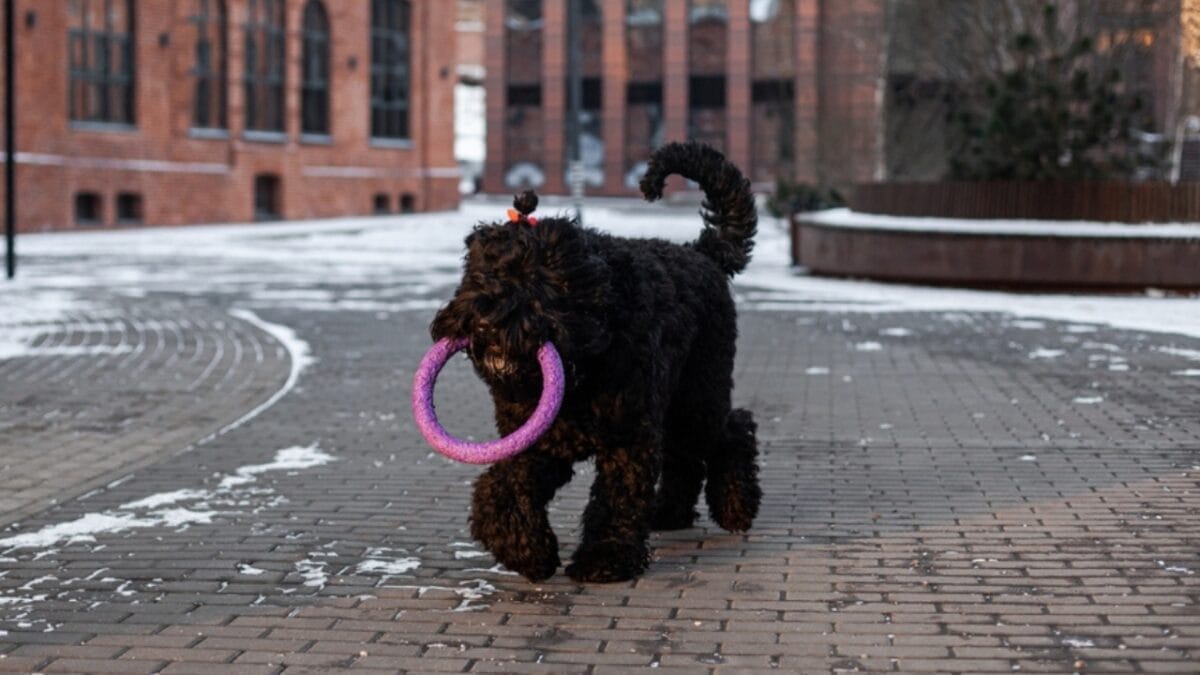 From Soviet Guards to Family Protectors: Black Russian Terriers - russian dog walking toy ss2242430581