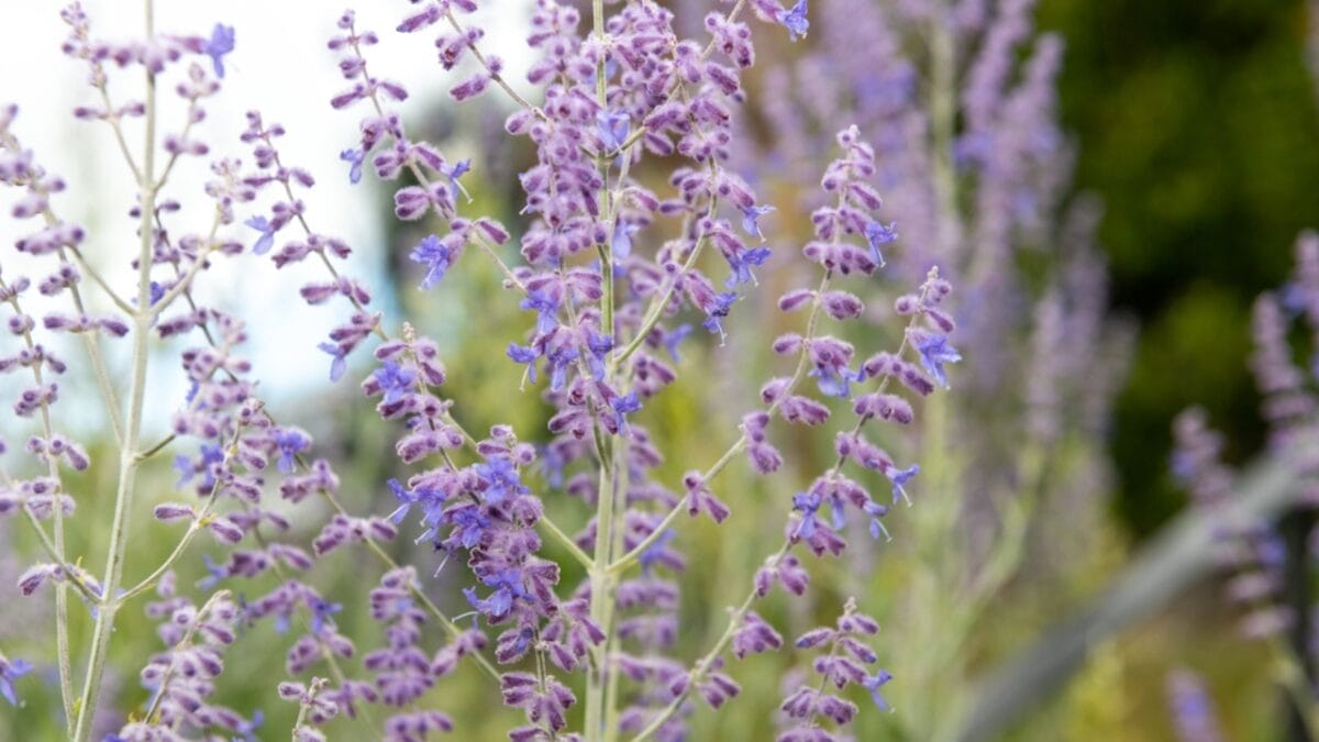 10 Late-Blooming Gems for Your September Garden 7 10 Late-Blooming Gems for Your September Garden - russian sage flower dp605323662