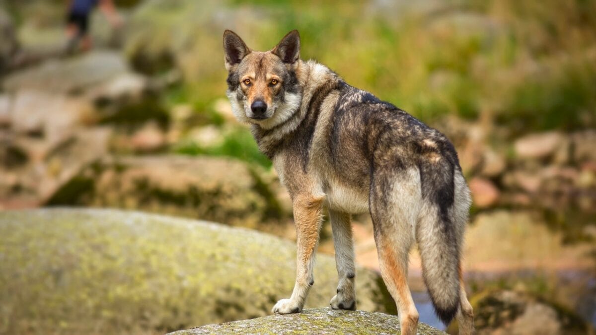 13 Wolf Dog Breeds Known for Their Wild Beauty 3 13 Wolf Dog Breeds Known for Their Wild Beauty - saarloos wolfdog on a river ss584261356