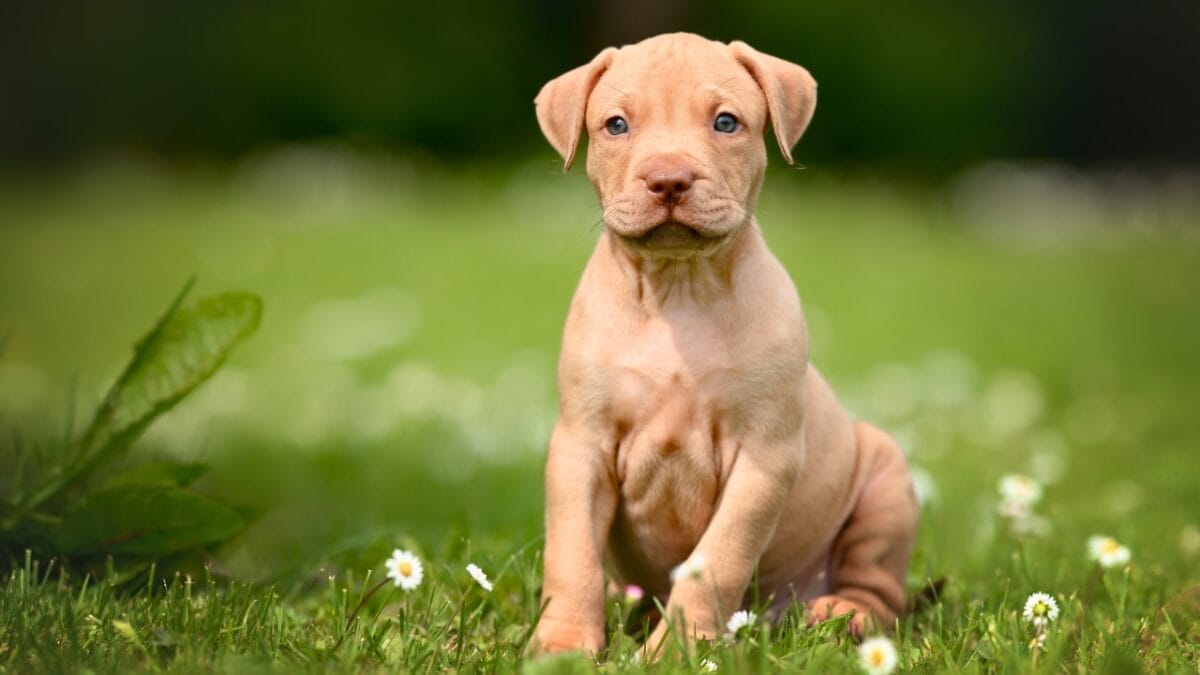 11 Rare & Unique Pitbull Colors Most Have Never Seen 5 11 Rare & Unique Pitbull Colors Most Have Never Seen - sable pitbull ss1999945562