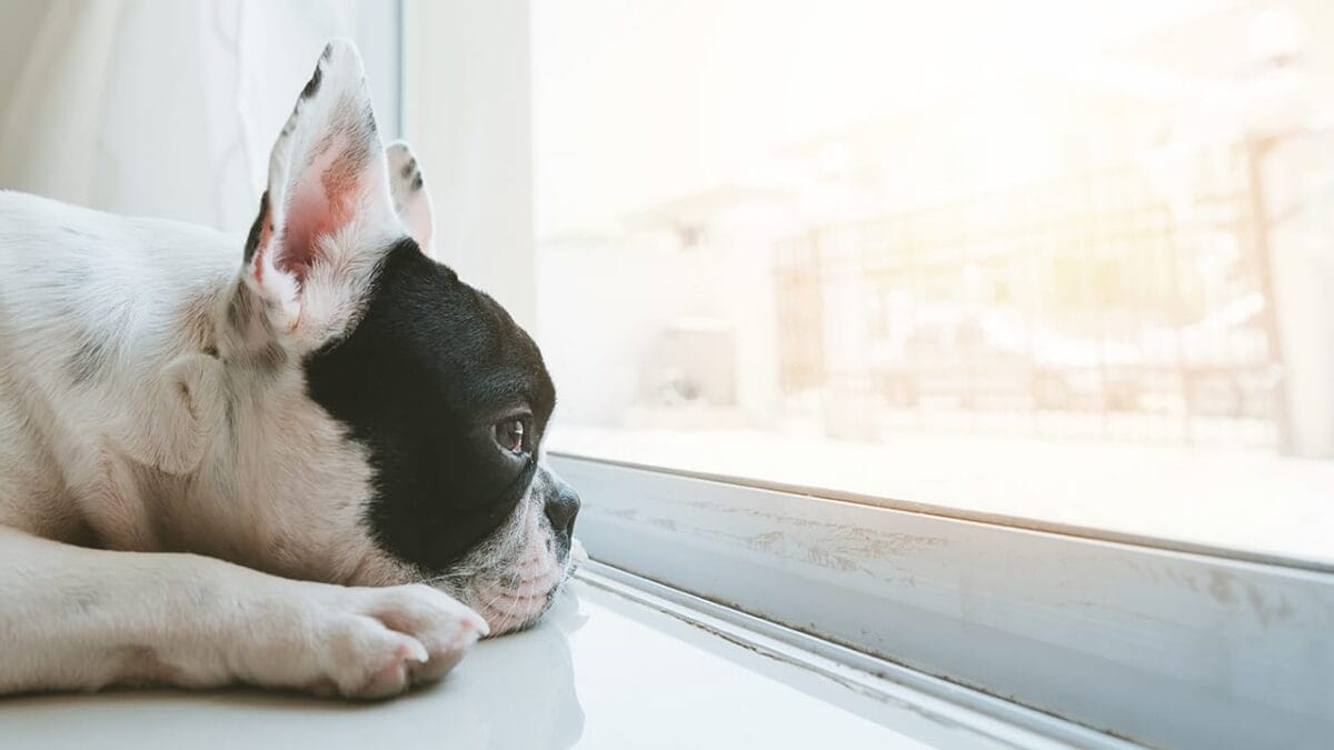 10 Ways Your Dog Might Be Telling You It’s Time to Say Goodbye 9 10 Ways Your Dog Might Be Telling You It’s Time to Say Goodbye - sad dog ss632398286