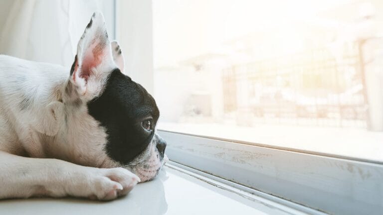 Combat Dog Boredom: 18 Ideas to Stimulate Your Pup's Mind 8 Combat Dog Boredom: 18 Ideas to Stimulate Your Pup's Mind - sad dog ss632398286