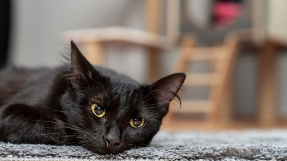 What It Might Mean If Your Cat Suddenly Stops Eating - sad black cat ss2429848719