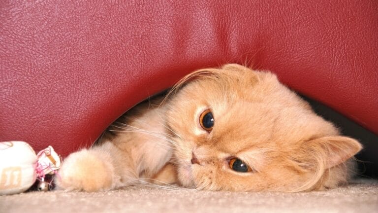 The Rule of 3 for Cats & How It Enhances Their Well-being 2 The Rule of 3 for Cats & How It Enhances Their Well-being - sad cat ss35554327