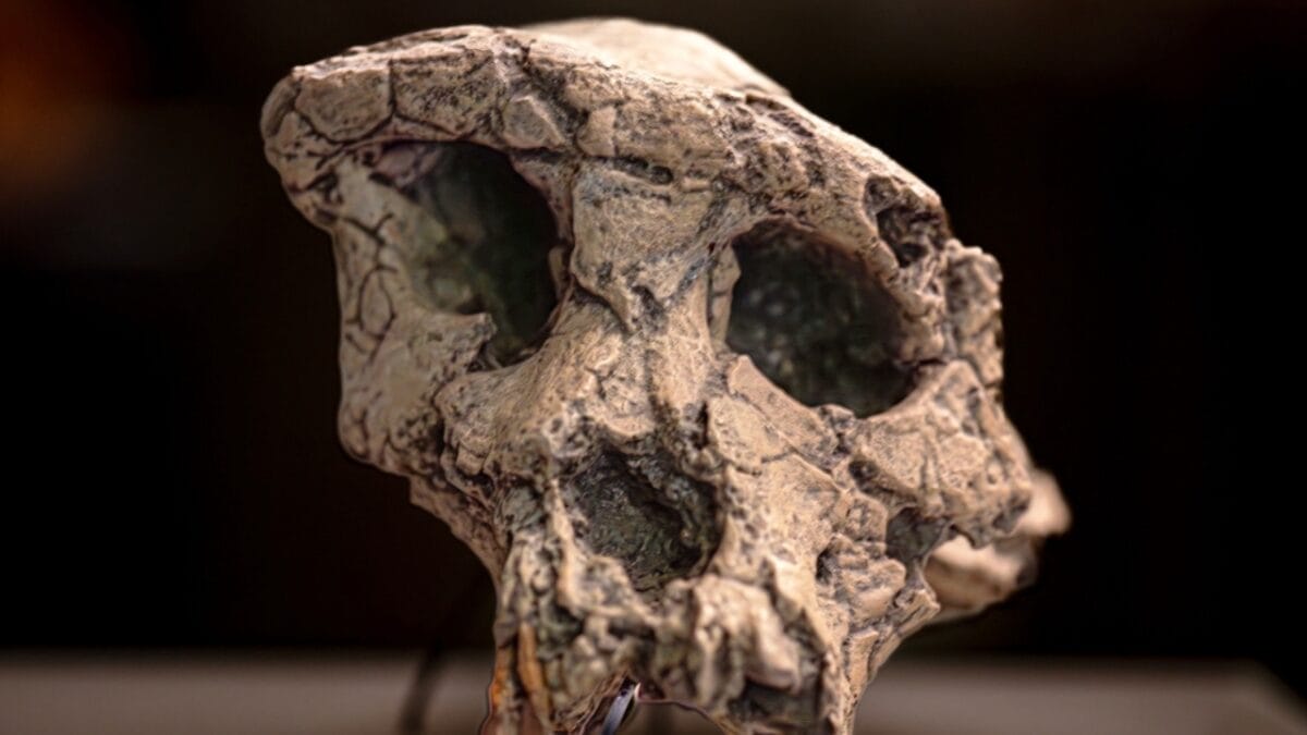 10 of the Oldest Human Fossils Ever Found - sahelanthropus tchadensis ss2448532749