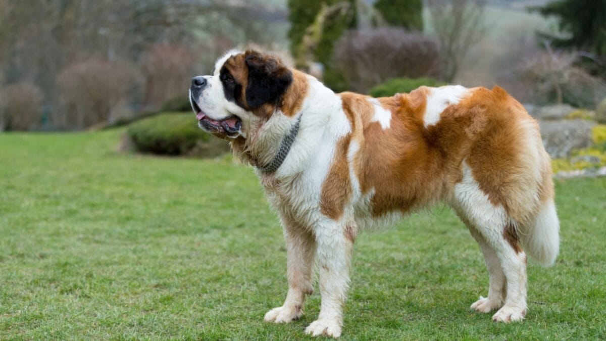 18 Most Pampered & High-Maintenance Dog Breeds 16 18 Most Pampered & High-Maintenance Dog Breeds - saint bernard dog dp103656306