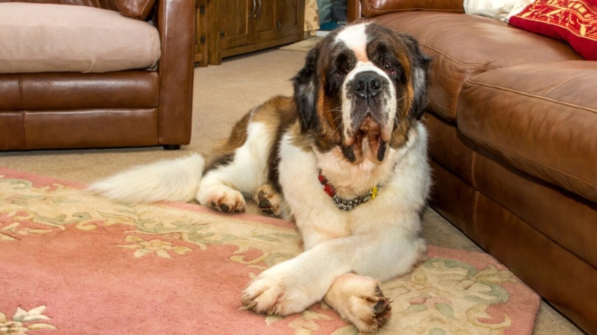 18 Breeds That Love to Take Over Your Bed Every Night - saint bernard ss1022354743